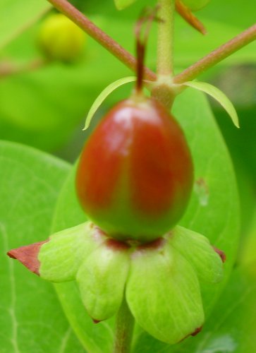 Blut-Johanniskraut / Hypericum androsaemum