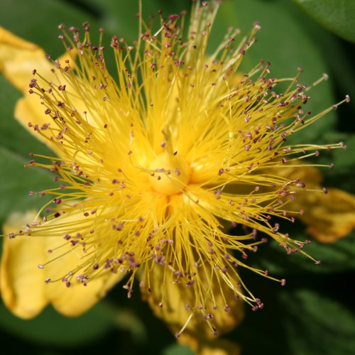 Grossblütiges Johanniskraut / Hypericum calycinum