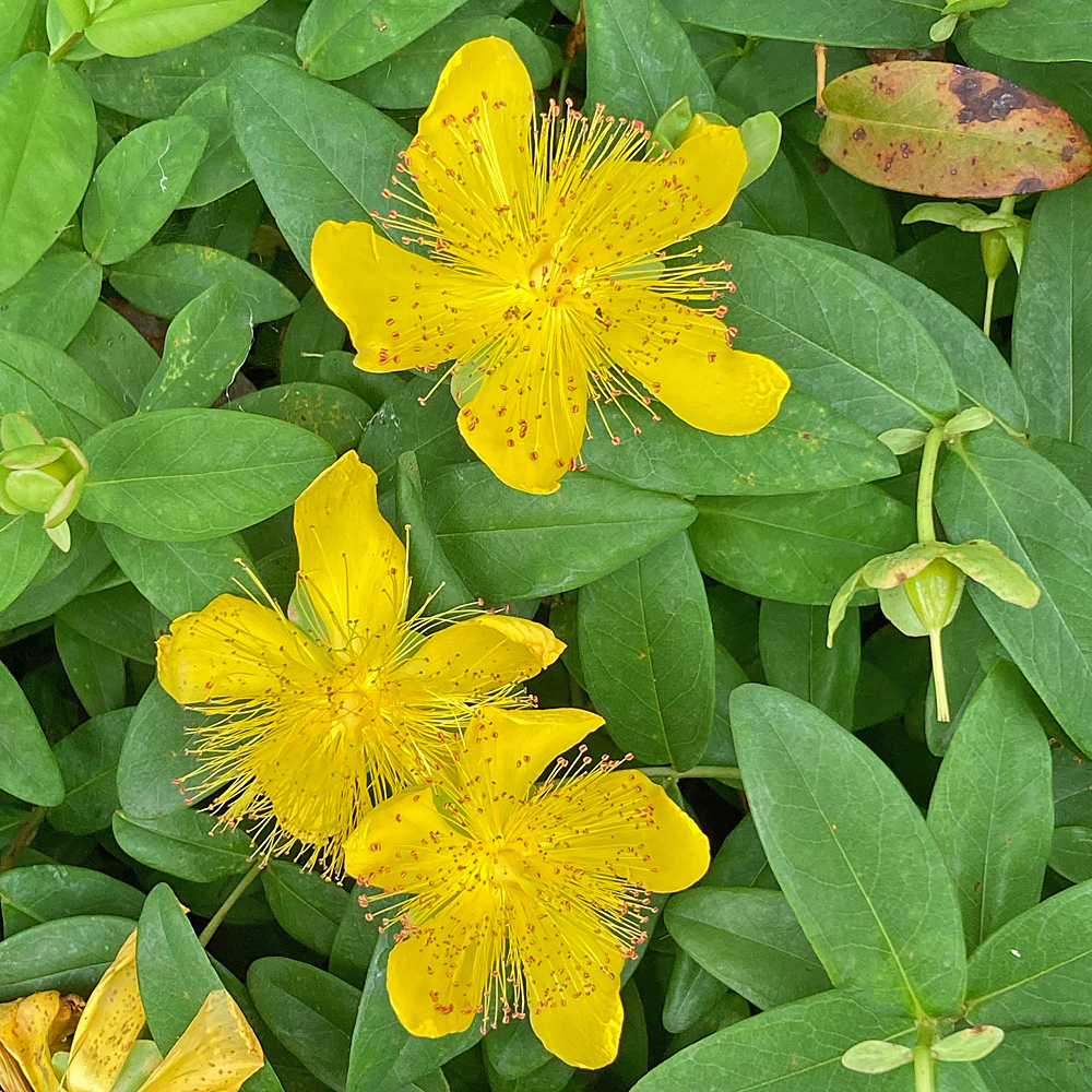 Grossblütiges Johanniskraut / Hypericum calycinum
