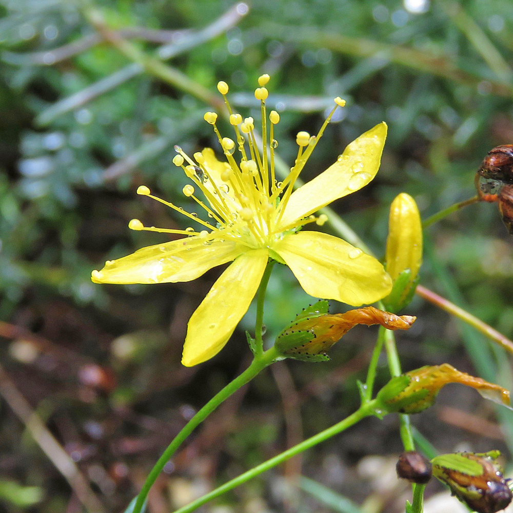 Quirlblättriges Johanniskraut / Hypericum coris