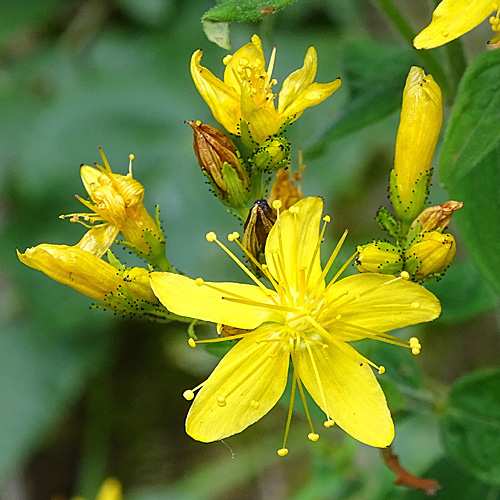 Behaartes Johanniskraut / Hypericum hirsutum