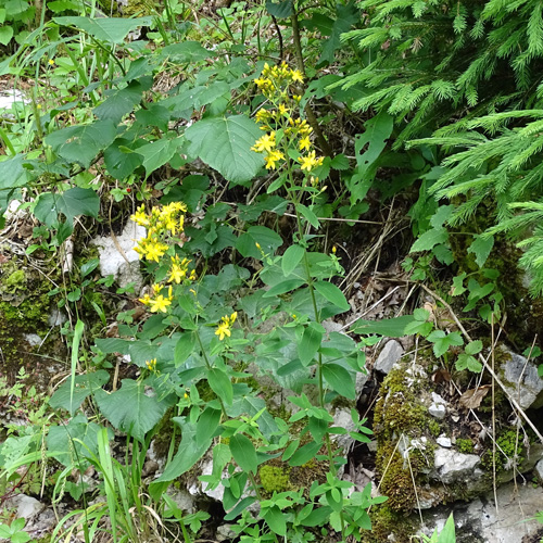 Behaartes Johanniskraut / Hypericum hirsutum