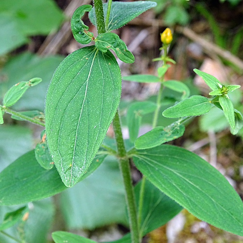 Behaartes Johanniskraut / Hypericum hirsutum