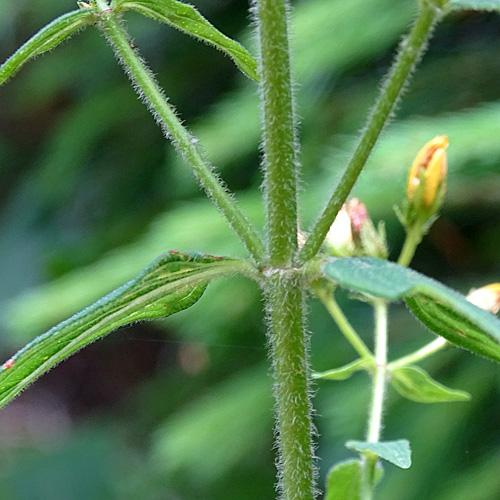 Behaartes Johanniskraut / Hypericum hirsutum