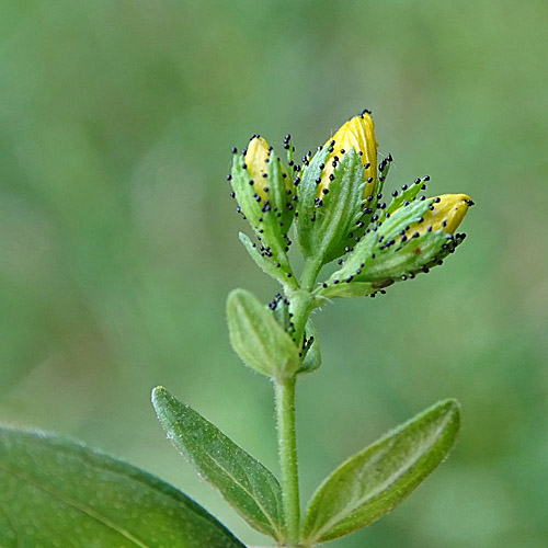 Behaartes Johanniskraut / Hypericum hirsutum