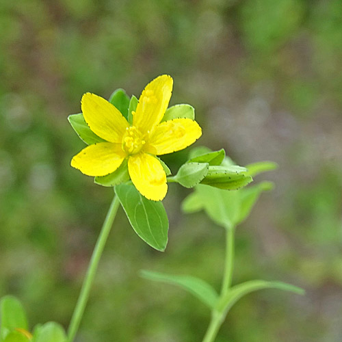 Niederliegendes Johanniskraut / Hypericum humifusum