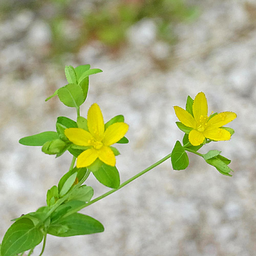 Niederliegendes Johanniskraut / Hypericum humifusum