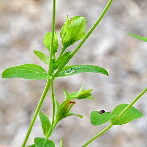 Niederliegendes Johanniskraut / Hypericum humifusum