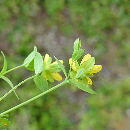 Niederliegendes Johanniskraut / Hypericum humifusum