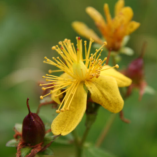 Geflecktes Johanniskraut / Hypericum maculatum