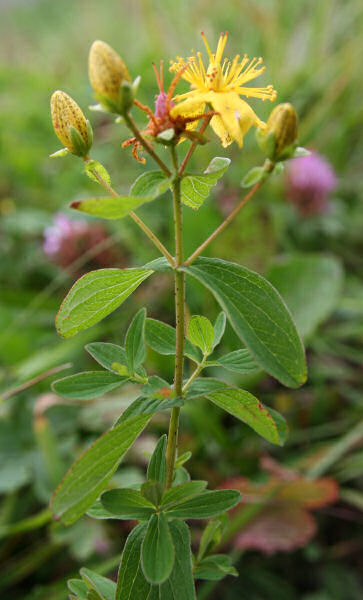 Geflecktes Johanniskraut / Hypericum maculatum