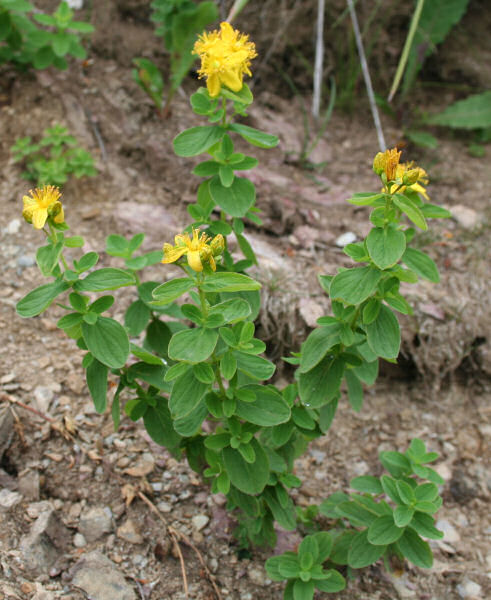 Geflecktes Johanniskraut / Hypericum maculatum