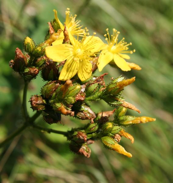 Berg-Johanniskraut / Hypericum montanum