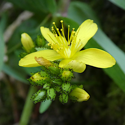 Berg-Johanniskraut / Hypericum montanum