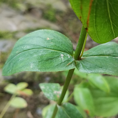 Berg-Johanniskraut / Hypericum montanum