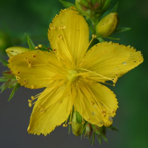 Echtes Johanniskraut / Hypericum perforatum