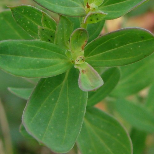 Echtes Johanniskraut / Hypericum perforatum