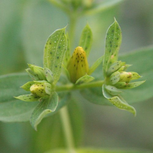 Echtes Johanniskraut / Hypericum perforatum