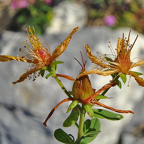 Echtes Johanniskraut / Hypericum perforatum