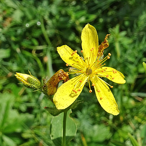 Richers Johanniskraut / Hypericum richeri