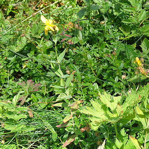 Richers Johanniskraut / Hypericum richeri