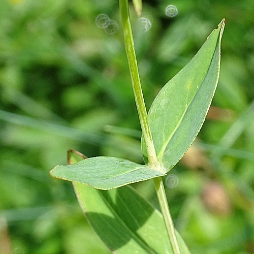 Richers Johanniskraut / Hypericum richeri