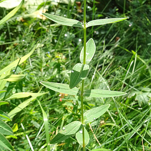 Richers Johanniskraut / Hypericum richeri