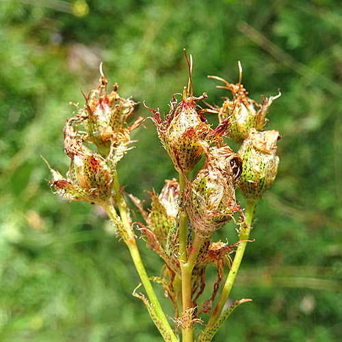 Richers Johanniskraut / Hypericum richeri