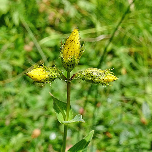 Richers Johanniskraut / Hypericum richeri