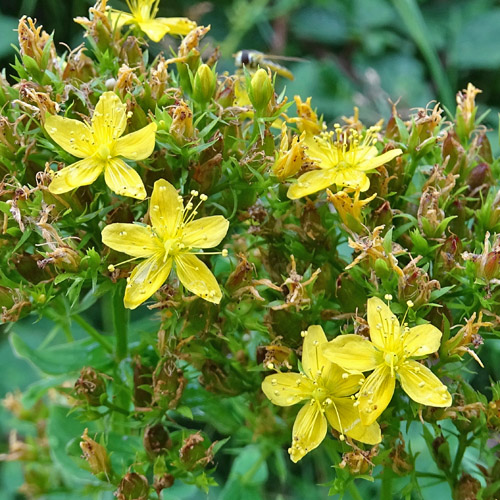 Vierflügeliges Johanniskraut / Hypericum tetrapterum