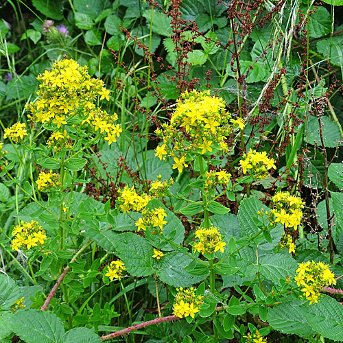 Vierflügeliges Johanniskraut / Hypericum tetrapterum