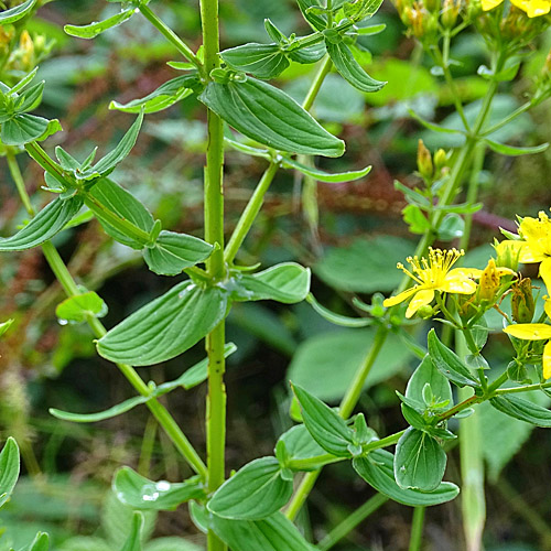 Vierflügeliges Johanniskraut / Hypericum tetrapterum