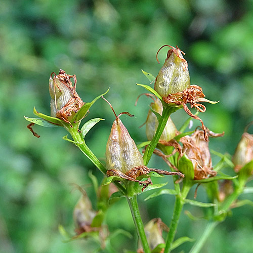 Vierflügeliges Johanniskraut / Hypericum tetrapterum