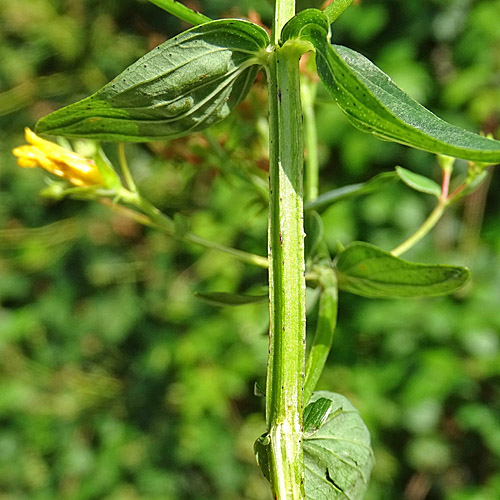 Vierflügeliges Johanniskraut / Hypericum tetrapterum