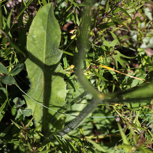 Geflecktes Ferkelkraut / Hypochaeris maculata