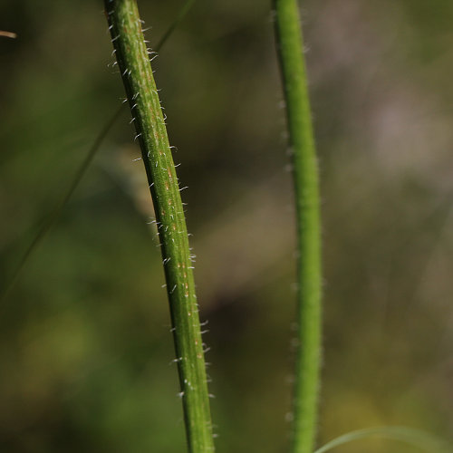 Geflecktes Ferkelkraut / Hypochaeris maculata