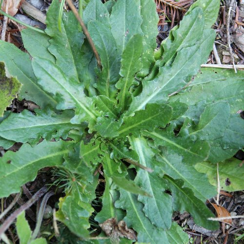 Wiesen-Ferkelkraut / Hypochaeris radicata