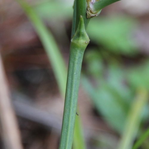 Wiesen-Ferkelkraut / Hypochaeris radicata