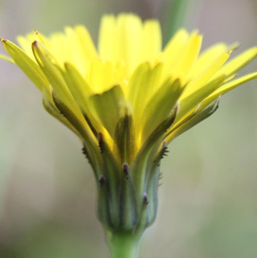 Wiesen-Ferkelkraut / Hypochaeris radicata