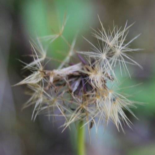 Wiesen-Ferkelkraut / Hypochaeris radicata