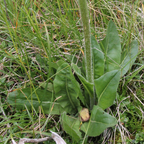 Einköpfiges Ferkelkraut / Hypochaeris uniflora