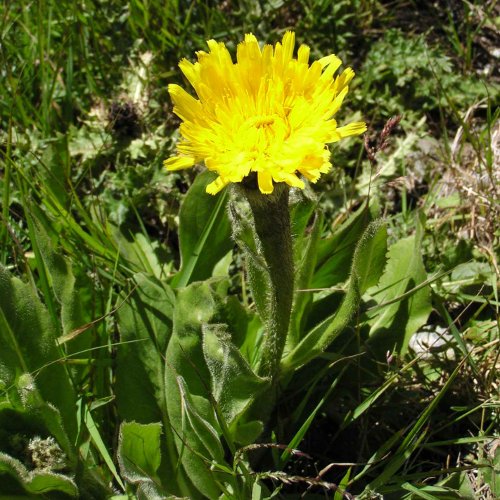 Einköpfiges Ferkelkraut / Hypochaeris uniflora