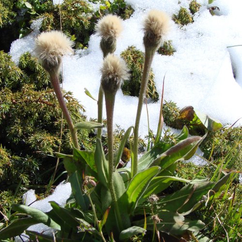 Einköpfiges Ferkelkraut / Hypochaeris uniflora