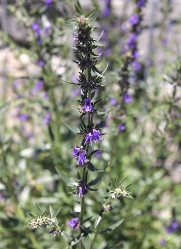 Echter Ysop / Hyssopus officinalis