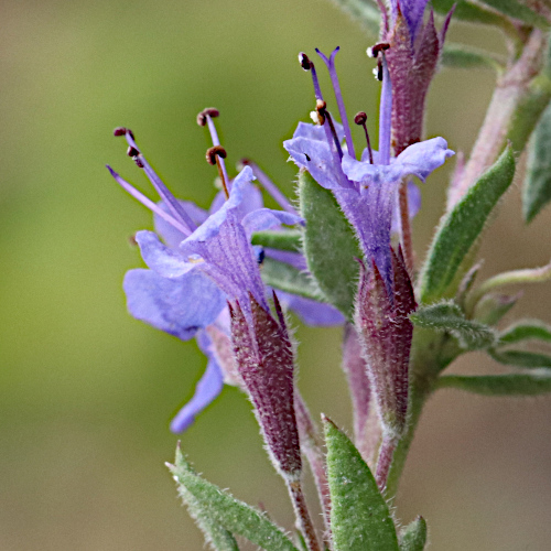 Echter Ysop / Hyssopus officinalis