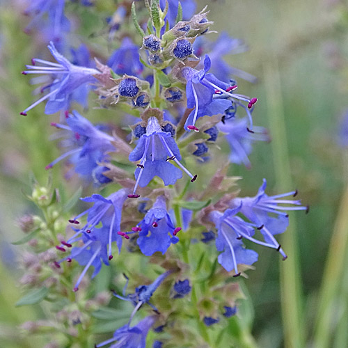 Echter Ysop / Hyssopus officinalis