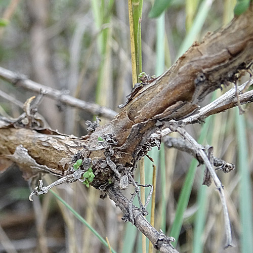 Echter Ysop / Hyssopus officinalis