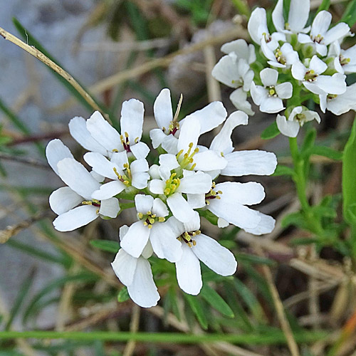 Felsen-Bauernsenf / Iberis saxatilis