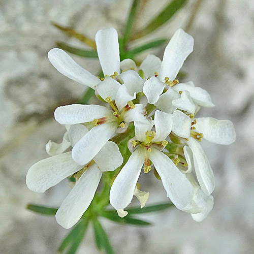 Felsen-Bauernsenf / Iberis saxatilis