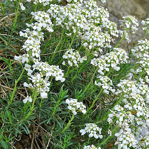 Felsen-Bauernsenf / Iberis saxatilis